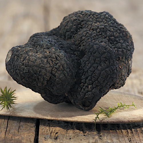 Les Truffes Noires du Périgord Brossées 1er choix, 15g - NOEL